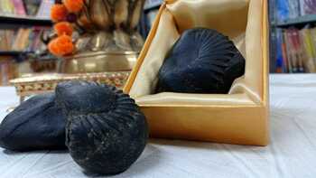 SHALIGRAM ( Small)