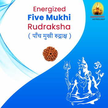 Energized Five Mukhi Rudraksha