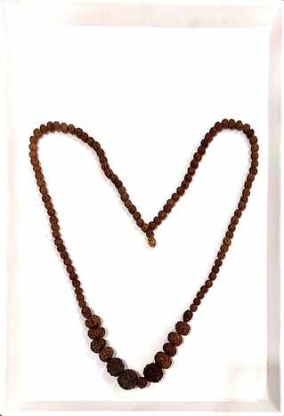 Divya Rudraksh Mala (2mukhi to 14 mukhi rudraksa beads)