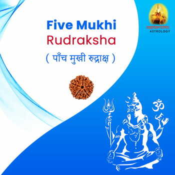 Energized Five Mukhi Rudraksha